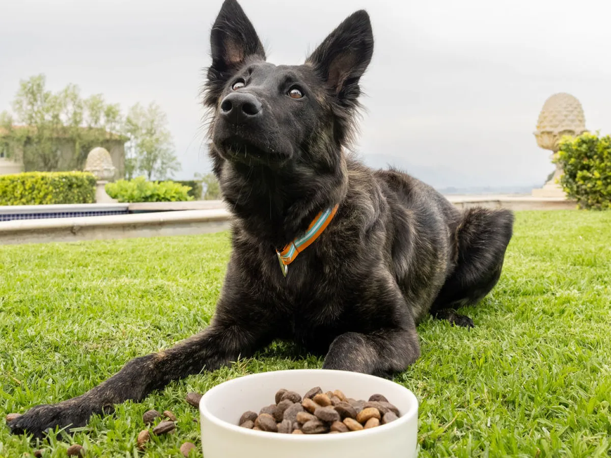 Feeding a German Shepherd: What Their Unique Physiology Demands
