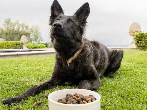 Feeding a German Shepherd: What Their Unique Physiology Demands