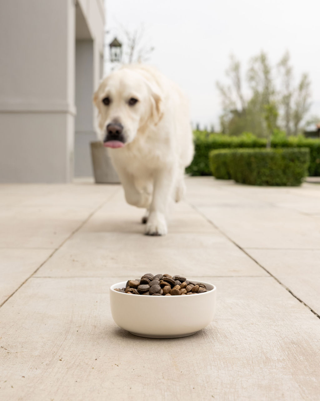 Playful dog