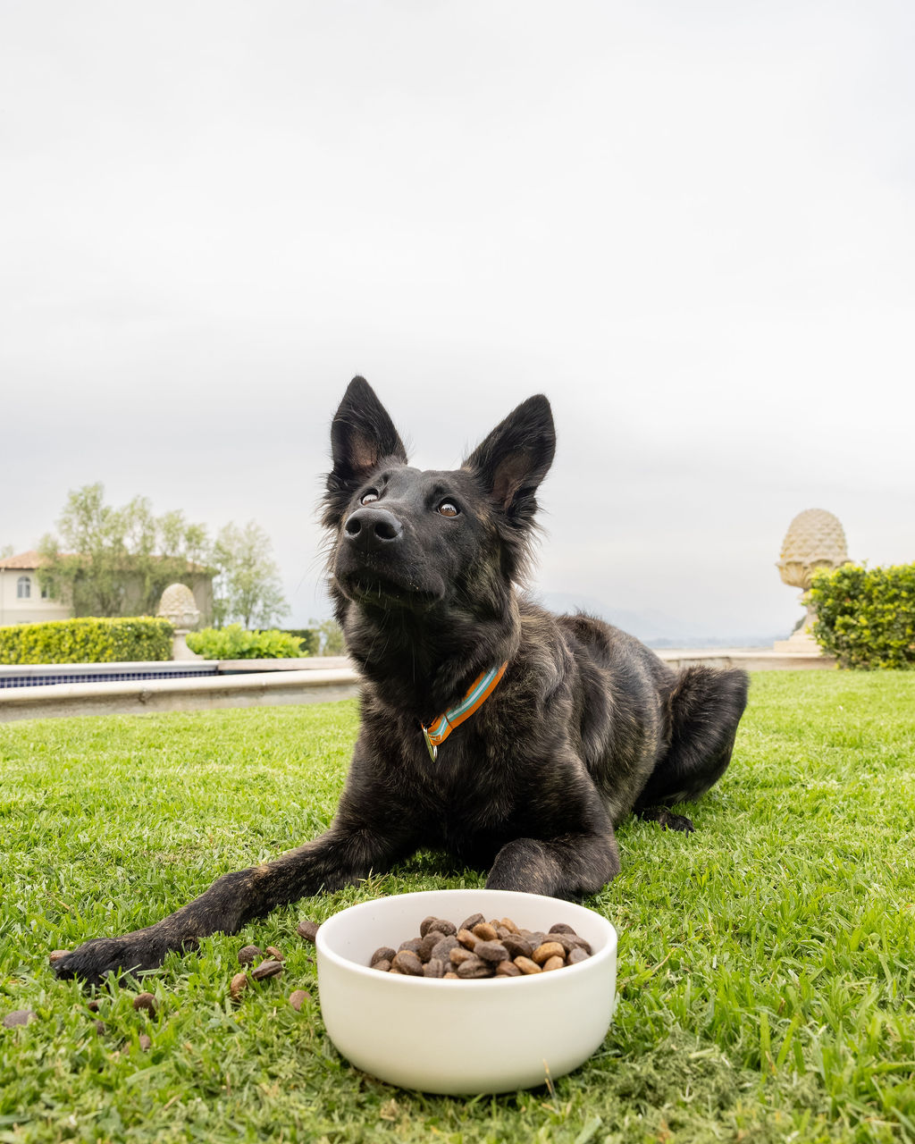 Dog with food bowl