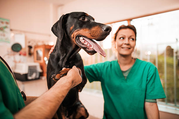 Joint Health in Dogs: What to Feed and What to Avoid